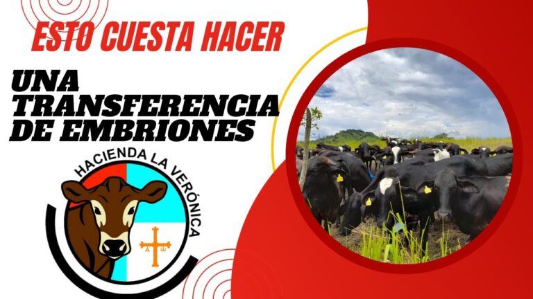 La transferencia de costos: optimización y eficiencia