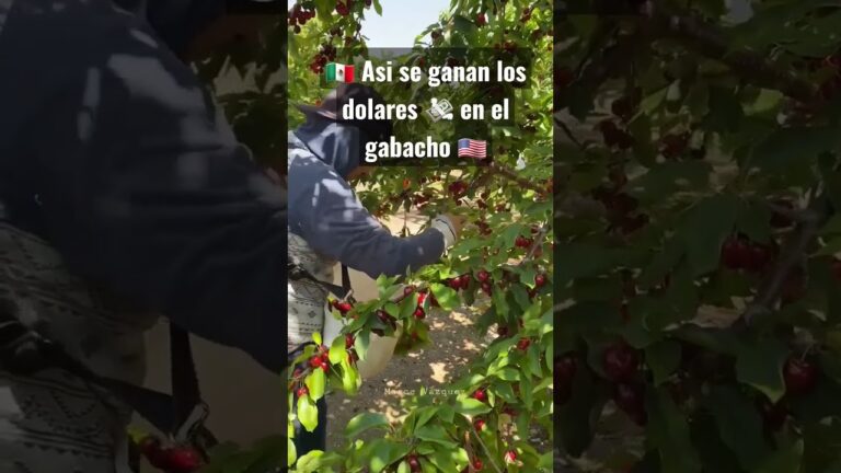 El tipo de cambio actual del d&oacute;lar en Zacatecas