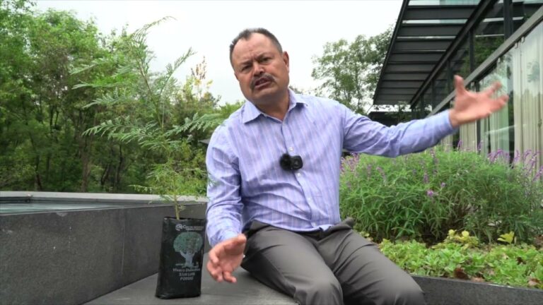 Beneficios de plantar &aacute;rboles: Ayuda al medio ambiente y a la comunidad.